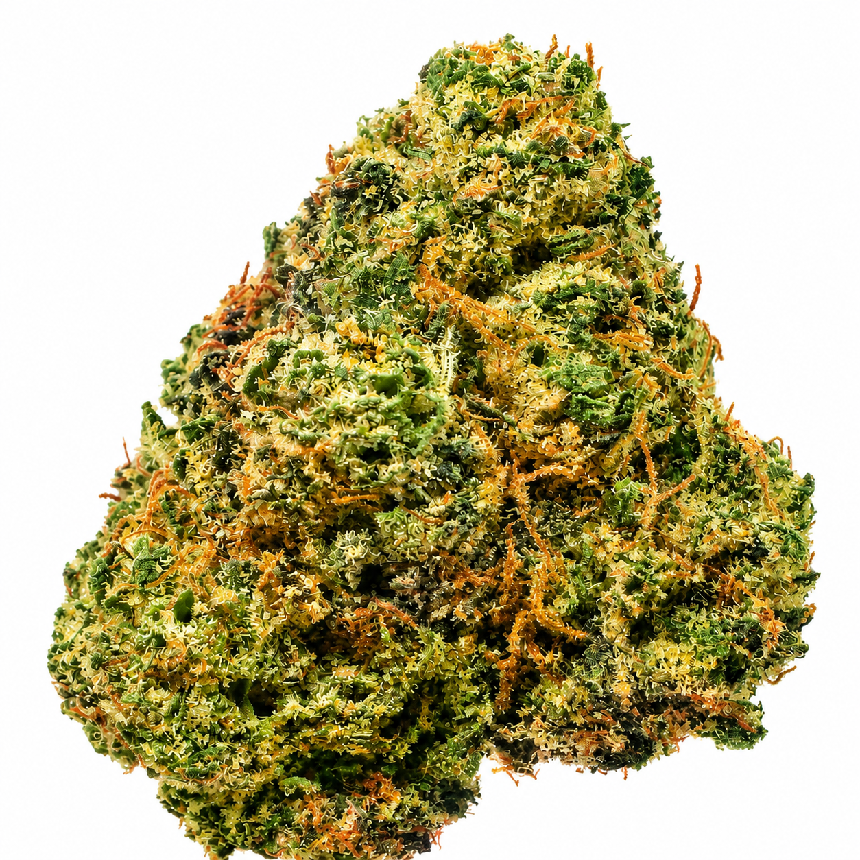 Gigabud (I) - 14g