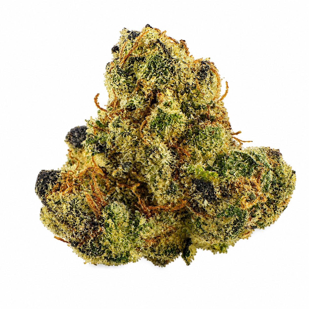 Gotti Beltz (H) - 7g