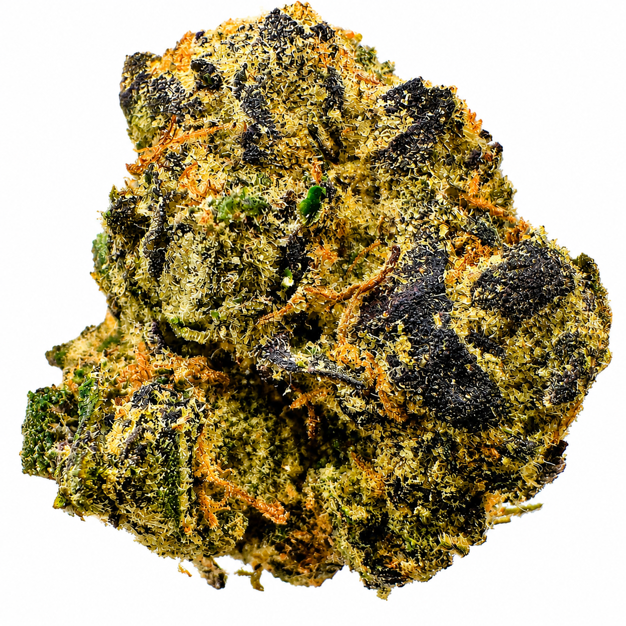 Nuken (I) - 14g