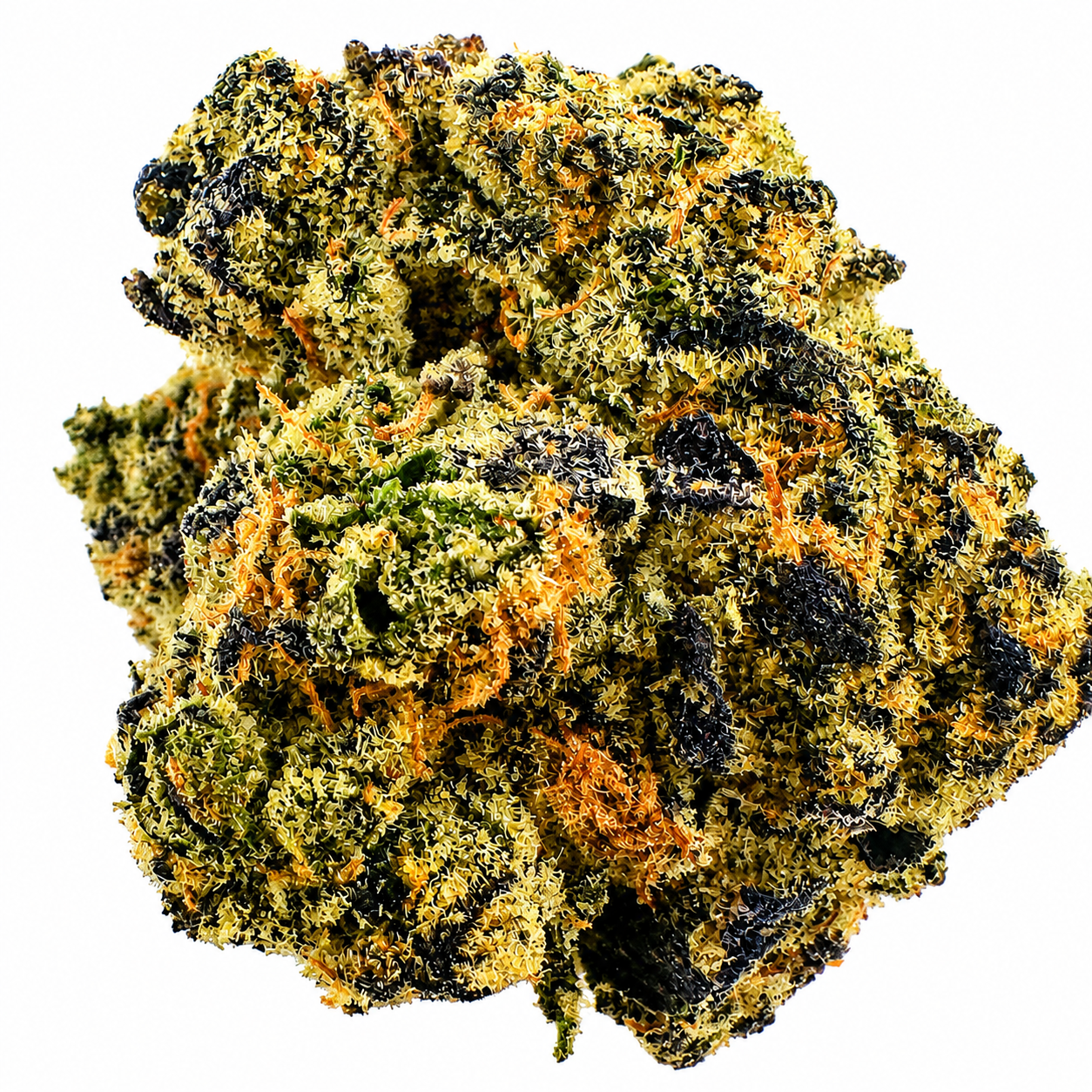 Durban Princess (S) - 7g