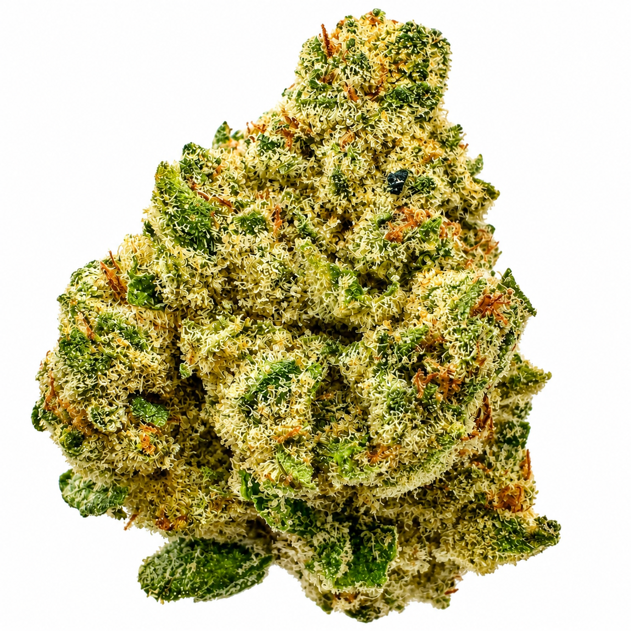 Lemon Bean (S) - 14g